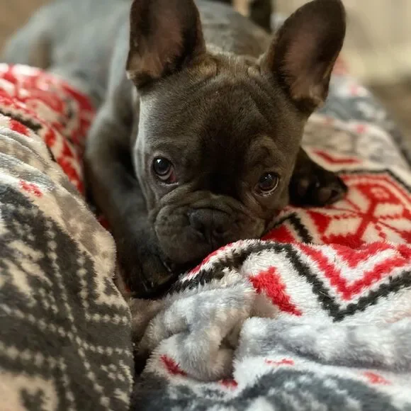 Like Get Alerted When LiVE - Picture 1 of 1